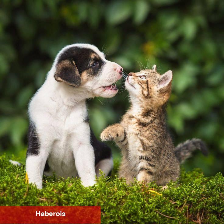 Kedi sevenler köpek sevenlerden daha zeki! Araştırma sonuçları farklı gerçeği ortaya koydu