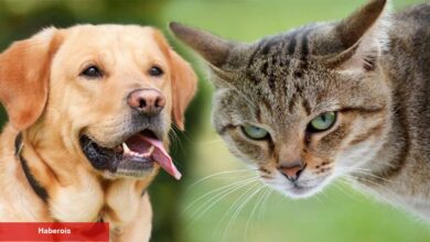 Kedi sevenler köpek sevenlerden daha zeki! Araştırma sonuçları farklı gerçeği ortaya koydu