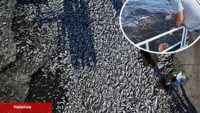 Kirli suları İzmir Körfezi'ne deşarj etmişler! Balık ölümleri sürüyor!