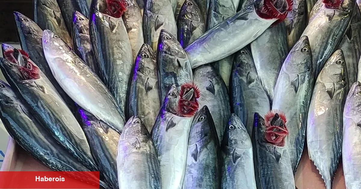 Mudanya'daki balıkçı tezgahları palamutla doldu