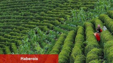 Rize'de 4. Gastronomi Günleri Başlıyor!