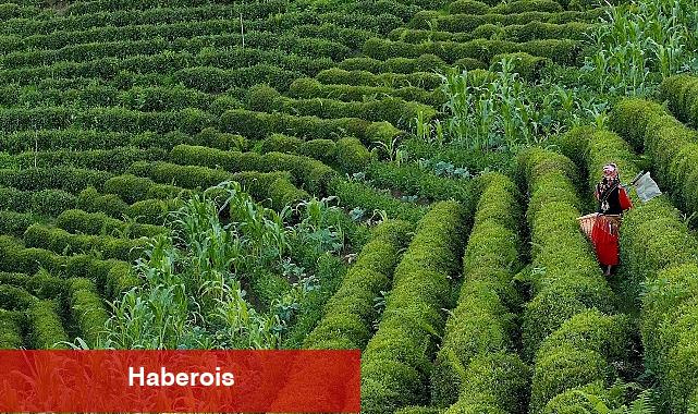 Rize'de 4. Gastronomi Günleri Başlıyor! - Haberois Rize'de 4. Gastronomi Günleri Başlıyor!