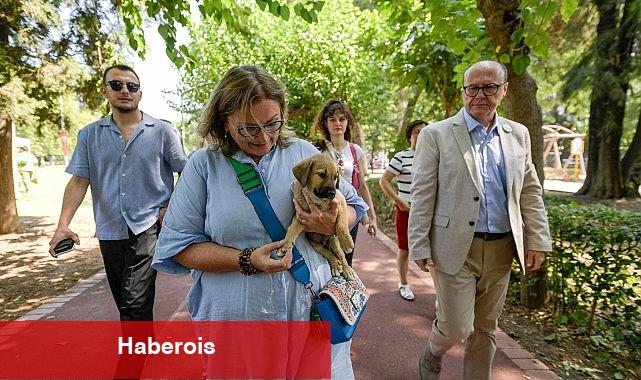 Sahipsiz Köpek Popülasyonu Yönetimi İzmir Eylem Planı hazırlandı - Haberois Sahipsiz Köpek Popülasyonu Yönetimi İzmir Eylem Planı hazırlandı