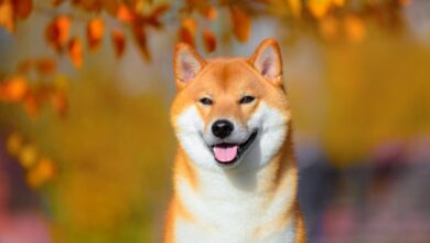 Shiba Inu Takımı Yükseltmeyi Açıkladı! Analist SHIB Rallisi Bekliyor!