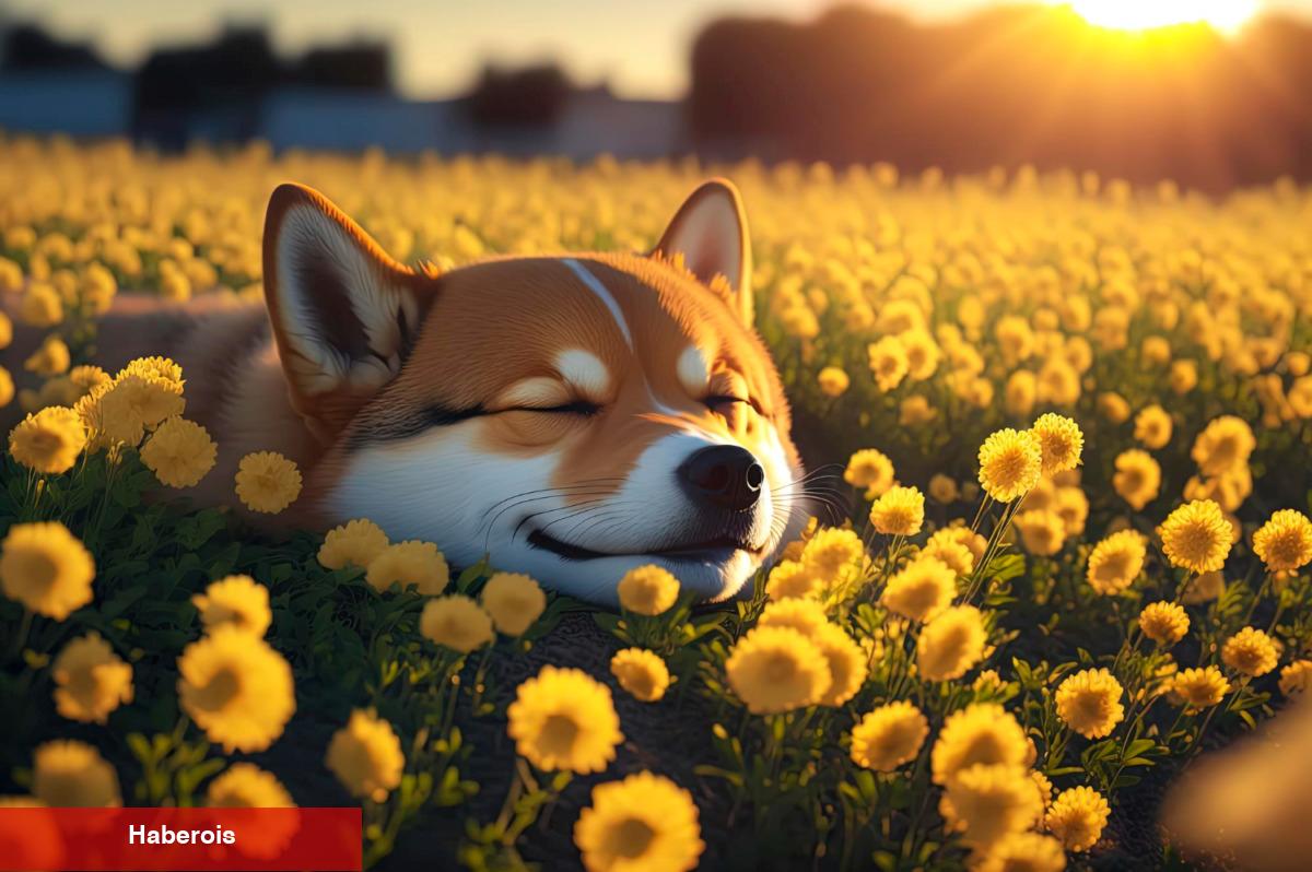 Shiba Inu Yatırımcılarına Şok: Analist, Umutları Çökertti!