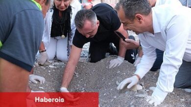 Son caretta caretta yuvaları açıldı