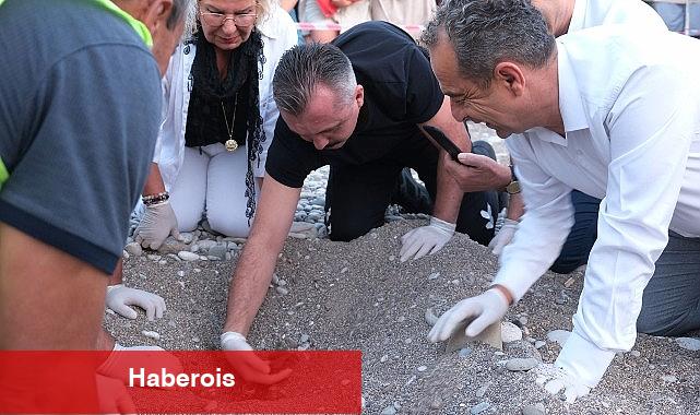 Son caretta caretta yuvaları açıldı - Haberois Son caretta caretta yuvaları açıldı