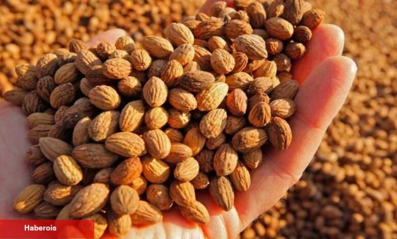 Zeytin çekirdeği yutmanın yararları neler? Günde kaç tane zeytin çekirdeği yutulur?