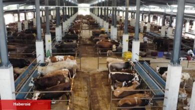 Bursa İnegöl'de hayvan pazarının kotra ihale tarihi netleşti