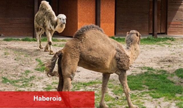 Can yoldaşı oldular - Haberois Can yoldaşı oldular