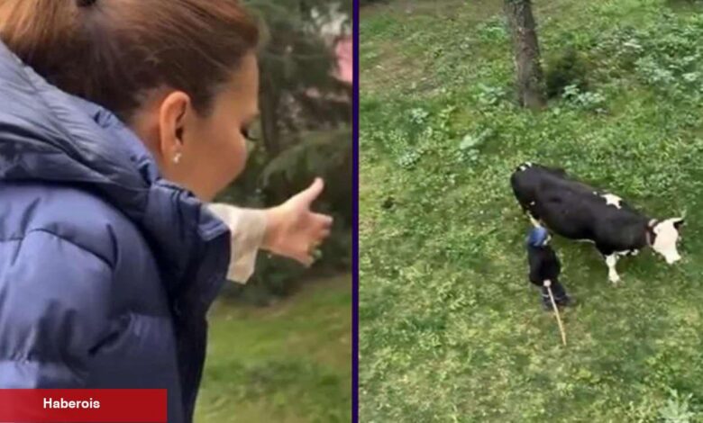 Demet Akalın'dan güldüren paylaşım: İneklere küçük konser verdi - Haberois Demet Akalın'dan güldüren paylaşım: İneklere küçük konser verdi