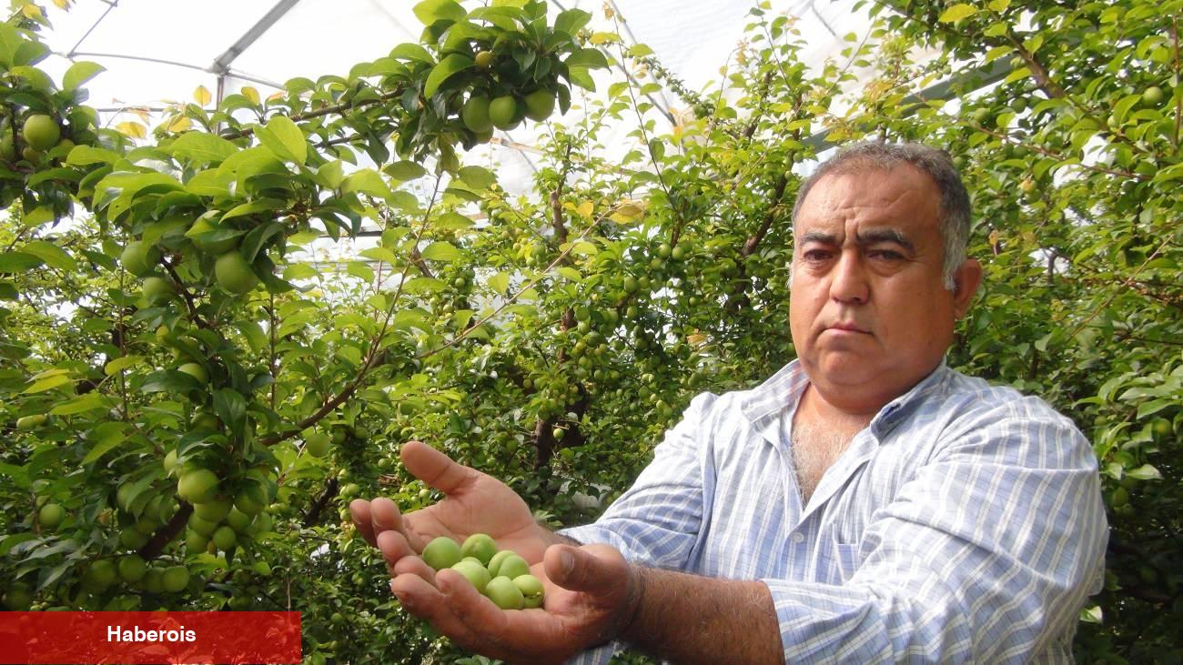 Fiyatı 8 bin TL'den 400 TL'ye düştü! Yurt dışından ağır talep var