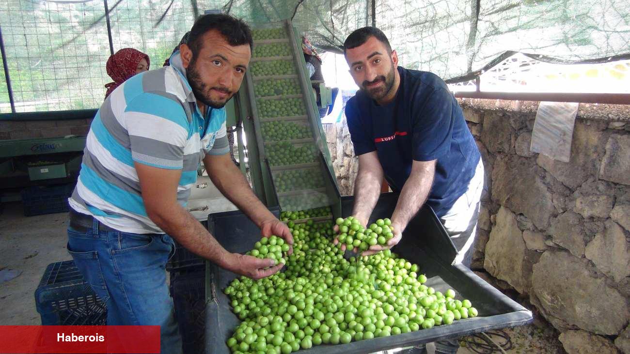 Fiyatı 8 bin TL'den 400 TL'ye düştü! Yurt dışından ağır talep var
