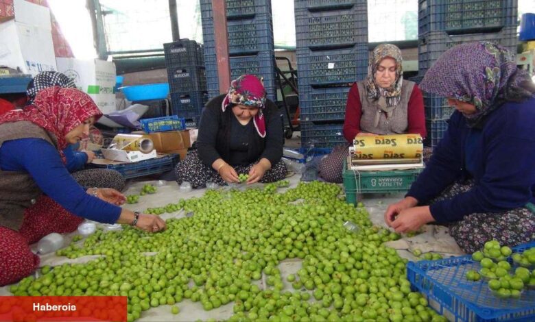 Fiyatı 8 bin TL'den 400 TL'ye düştü! Yurt dışından ağır talep var - Haberois Fiyatı 8 bin TL'den 400 TL'ye düştü! Yurt dışından ağır talep var