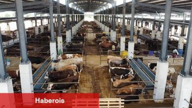 İnegöl Hayvan Pazarı'nın Kotra İhale Tarihi Belli Oldu