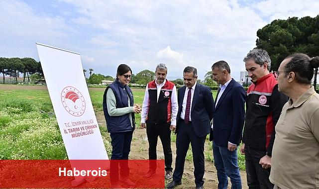 17 Bin Kuşkonmaz Fidesi Üreticilere Teslim Edildi - Haberois 17 Bin Kuşkonmaz Fidesi Üreticilere Teslim Edildi