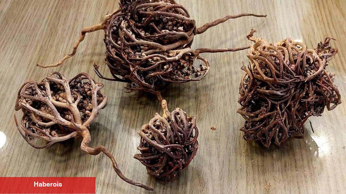 Bayan sıhhati için mucize: Meryem ana otu