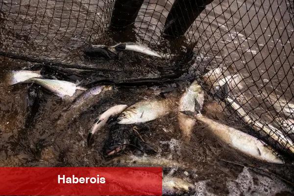 Bir ailenin kemikli, yağlı, zor gölgenin acımasız arayışı