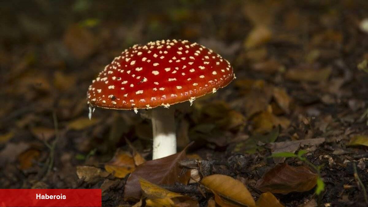 Bu belirtiler varsa dikkat! Zehirli mantarı nasıl anlarsınız?