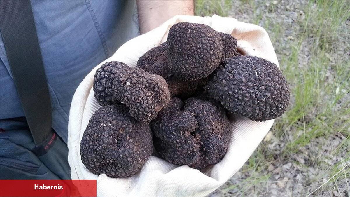 Bu mantarı tanımayan çok şey kaçırıyor: Trüf mucizesi
