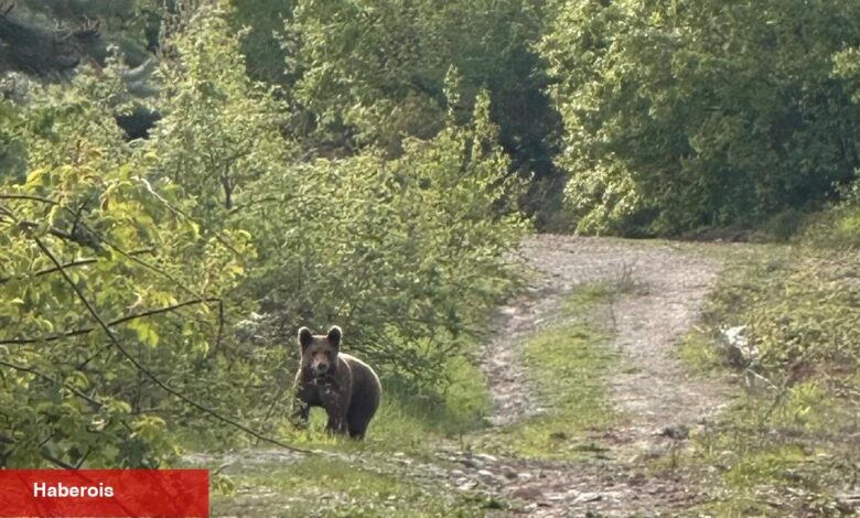 Düzce Kaynaşlı’da piknik yapanların sürpriz misafiri! - Haberois Düzce Kaynaşlı’da piknik yapanların sürpriz misafiri!