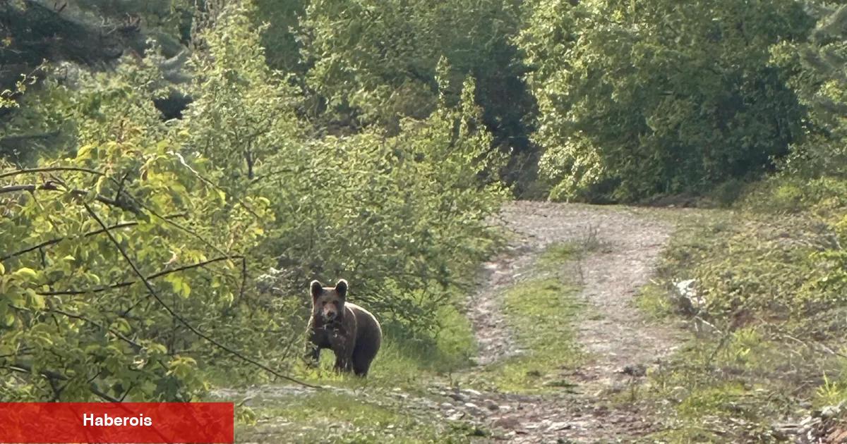 Düzce Kaynaşlı’da piknik yapanların sürpriz misafiri!