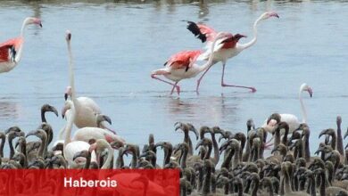 Flamingoların büyüleyici dünyası Bornova'da