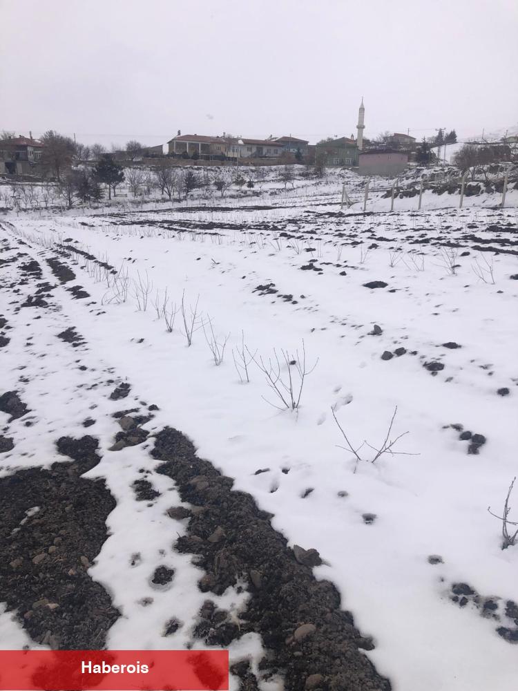 İklim dengesizliğine yeni umut! Aronya -40'a direnç gösteriyor!
