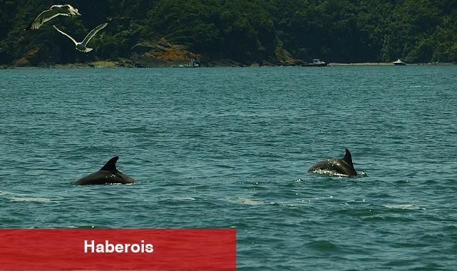 İstanbul Boğazı yunus müşahede aktiflikleri başlıyor - Haberois İstanbul Boğazı yunus müşahede aktiflikleri başlıyor