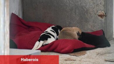 Lüleburgaz'da can dostlara "Patili Yataklar"