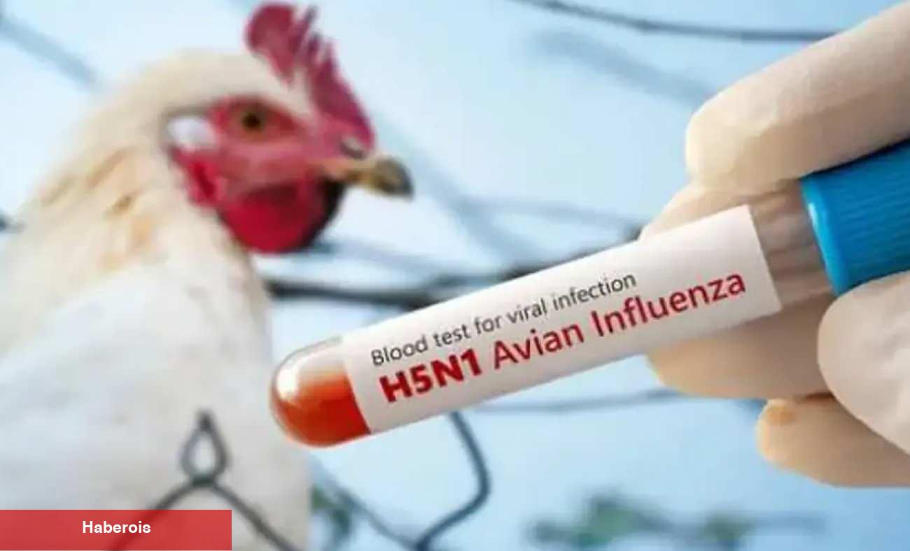 Meksika'da alarm verildi: Birinci sefer bir beşerde 'H5N1' kuş gribi tespit edildi!