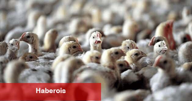 Meksika'da alarm verildi: Birinci sefer bir beşerde 'H5N1' kuş gribi tespit edildi!