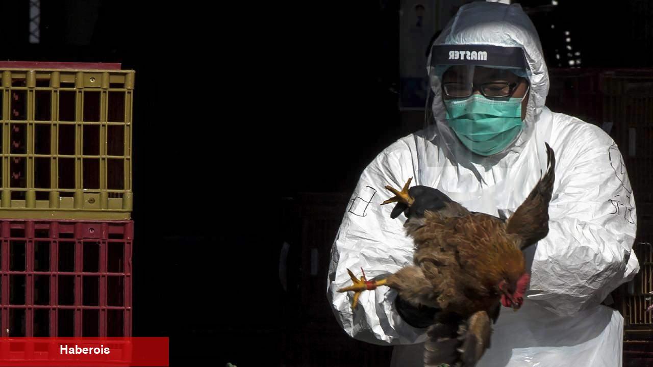 Meksika'da alarm verildi: Birinci sefer bir beşerde 'H5N1' kuş gribi tespit edildi!
