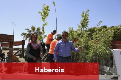 Mersinli çiftçiler Trabzon Hurması üretecek