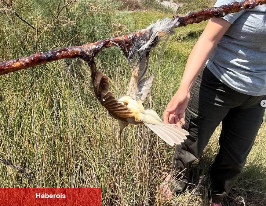 Mileyha kuş cennetinde vicdansızlık! Yapışkan sürülerek kuşlar vefata terk edildi