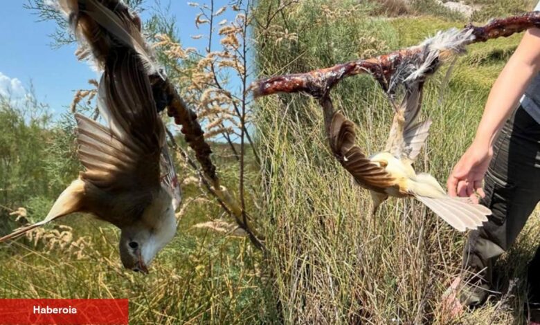 Mileyha kuş cennetinde vicdansızlık! Yapışkan sürülerek kuşlar vefata terk edildi - Haberois Mileyha kuş cennetinde vicdansızlık! Yapışkan sürülerek kuşlar vefata terk edildi