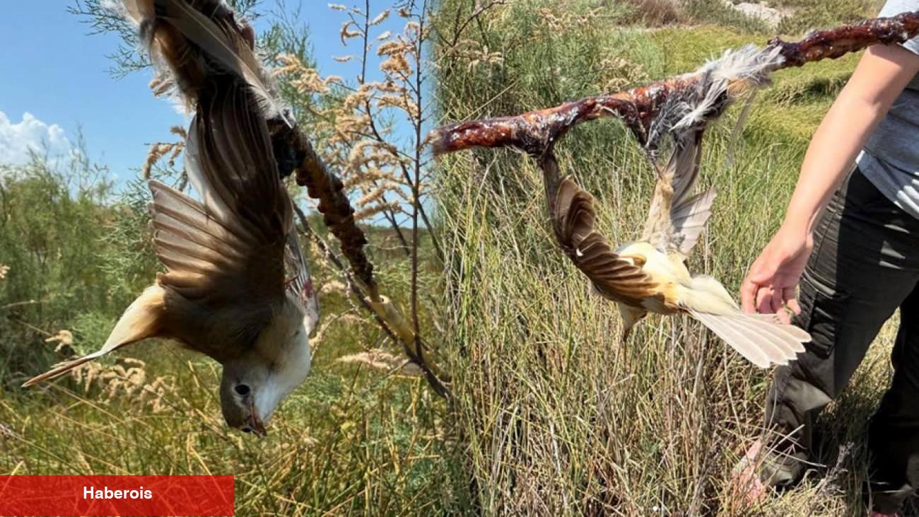 Mileyha kuş cennetinde vicdansızlık! Yapışkan sürülerek kuşlar vefata terk edildi