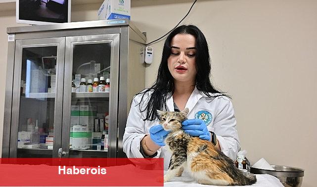 Minik Patiler Kliniği'nde Kısırlaştırılan Kedi Sayısı 3 Bini Geçti - Haberois Minik Patiler Kliniği'nde Kısırlaştırılan Kedi Sayısı 3 Bini Geçti