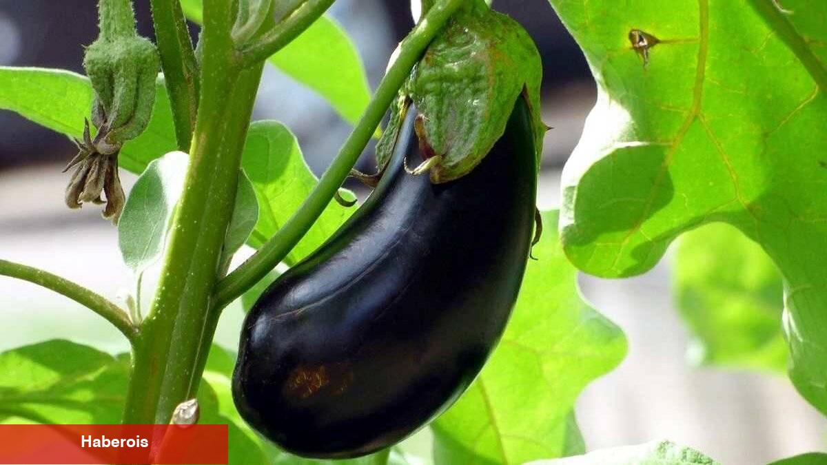 Mor mucize: Patlıcanın sıhhate yararları - Haberois Mor mucize: Patlıcanın sıhhate yararları