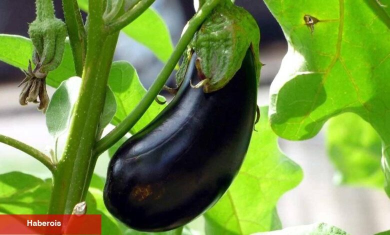 Mor mucize: Patlıcanın sıhhate yararları