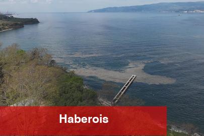 Müsilaj Gemlik Körfezi'nde yeniden görüldü
