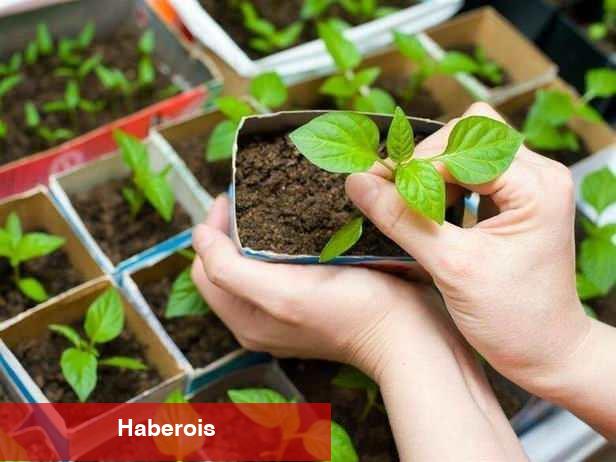 Nisan ayında hangi sebzeler ekilir? Zerzevat ve meyve dikim rehberi