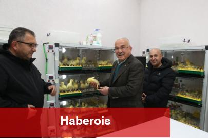 Ordu'da kaz yetiştiriciliği artıyor