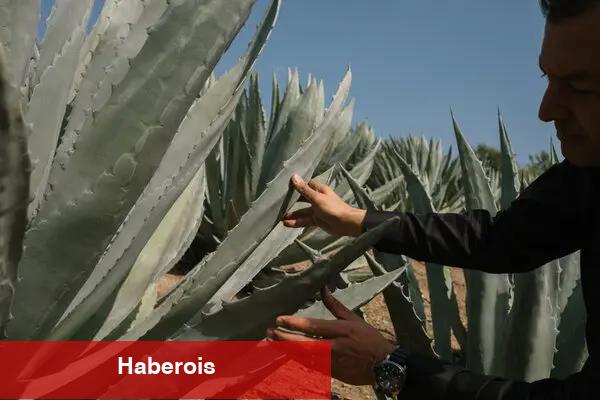 Sadece 'tekila' deme - Haberois Sadece 'tekila' deme