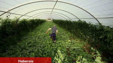Ticaret Bakanı Bolat: “Limon ihracatındaki geçici kısıtlama kaldırıldı”