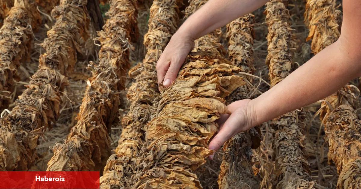 Tütün sektörü bu yıl 80 bin ton üretim hedefi koydu