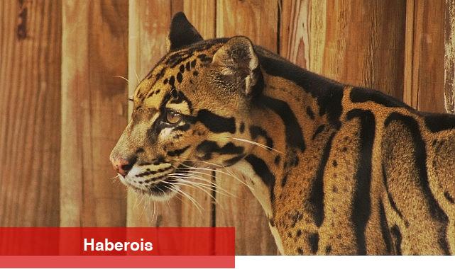 2 Kısımdan Oluşan 'Tampa'nın Sırları Özel', 19 ve 26 Mayıs Pazartesi Günleri 20.00'de National Geographic WILD Ekranlarında! - Haberois 2 Kısımdan Oluşan 'Tampa'nın Sırları Özel', 19 ve 26 Mayıs Pazartesi Günleri 20.00'de National Geographic WILD Ekranlarında!