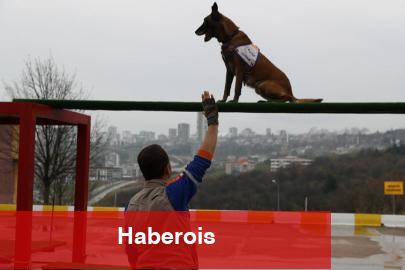 Afet köpeklerine ayrıntılı yönetmelik... Köpekli Arama Timi Yönetmeliği yayımlandı