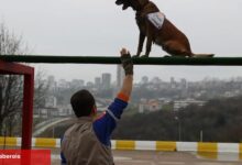 Afet köpeklerine ayrıntılı yönetmelik... Köpekli Arama Timi Yönetmeliği yayımlandı