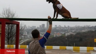 Afet köpeklerine ayrıntılı yönetmelik... Köpekli Arama Timi Yönetmeliği yayımlandı